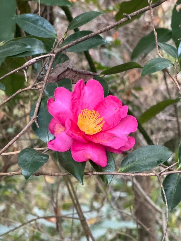 【保存版】「ある」に気づくと人生が静かに激変する5つのポイント ──引き寄せは“前提”から整える