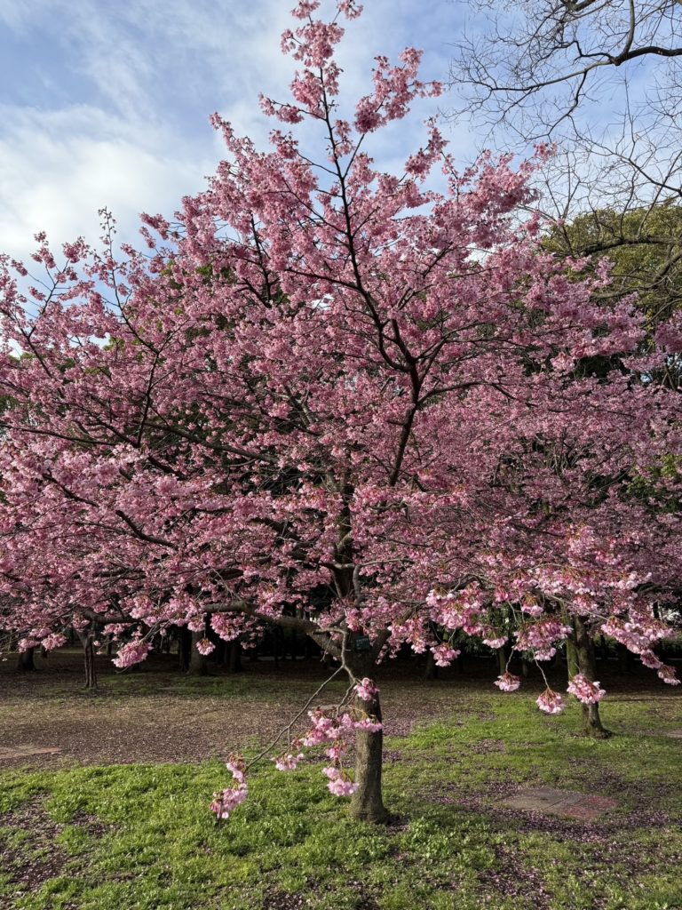 【揺るがない自分軸】不動明王のマントラで願望実現 言葉とエネルギーで現実を整える最強の方法