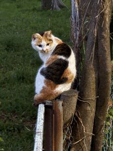 【ジャーナリング】1日たった5分でできる 思考を整理する「言語化ノート」の書き方