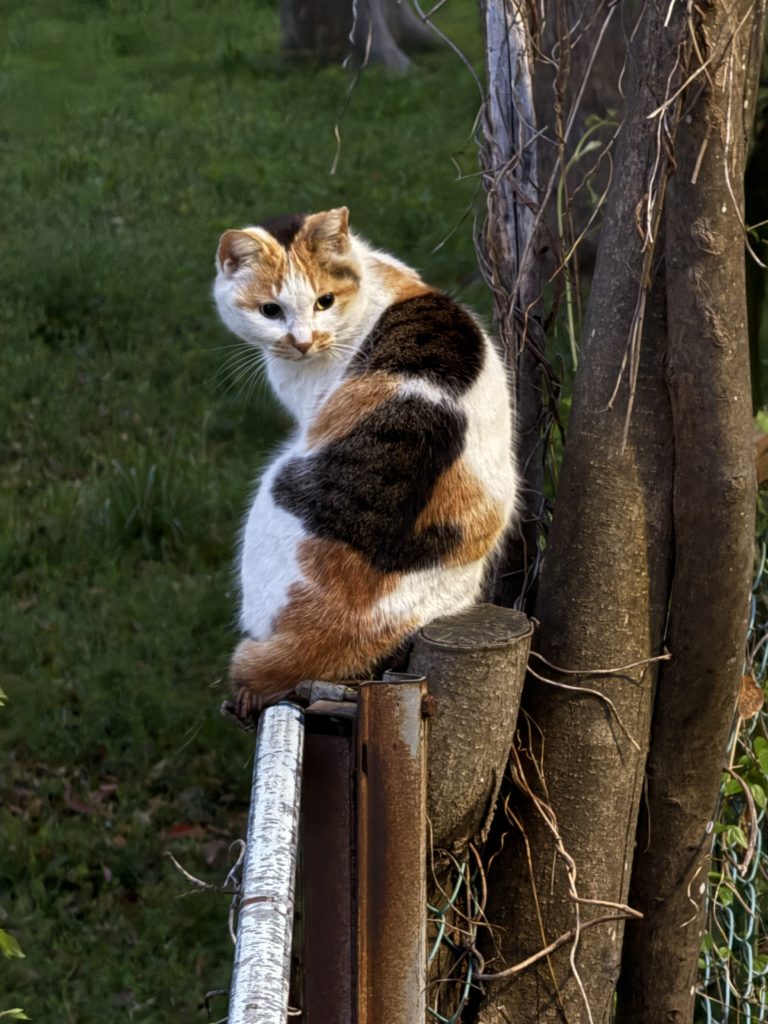 【ジャーナリング】1日たった5分でできる 思考を整理する「言語化ノート」の書き方